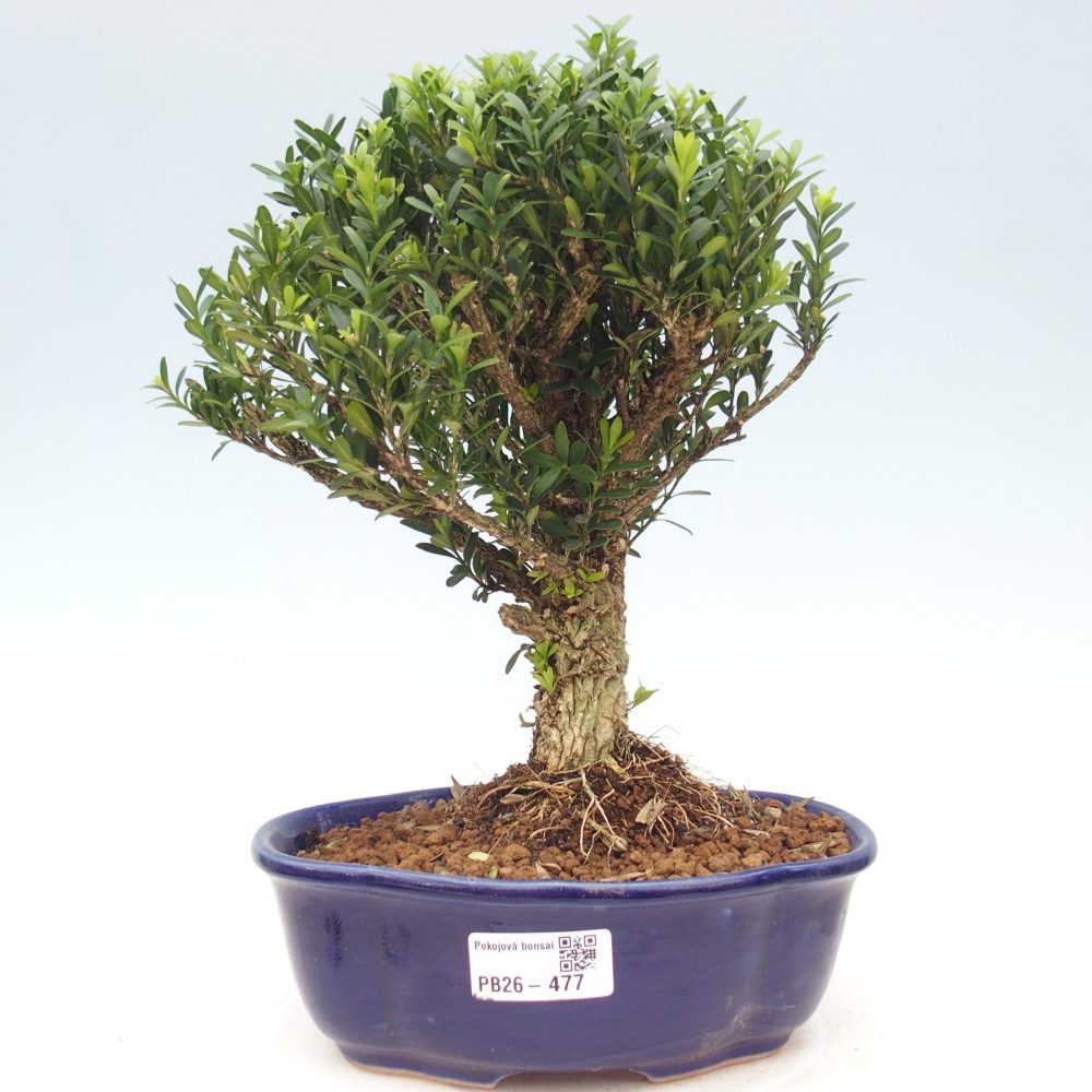 Izbové bonsaje - Buxus harlandii - korkový buxus