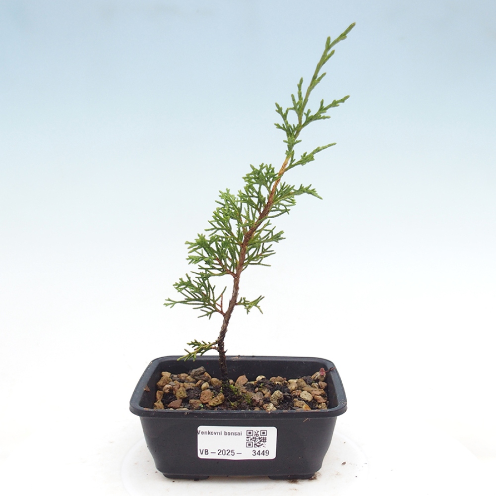 Vonkajší bonsaj - Juniperus chinensis Itoigawa