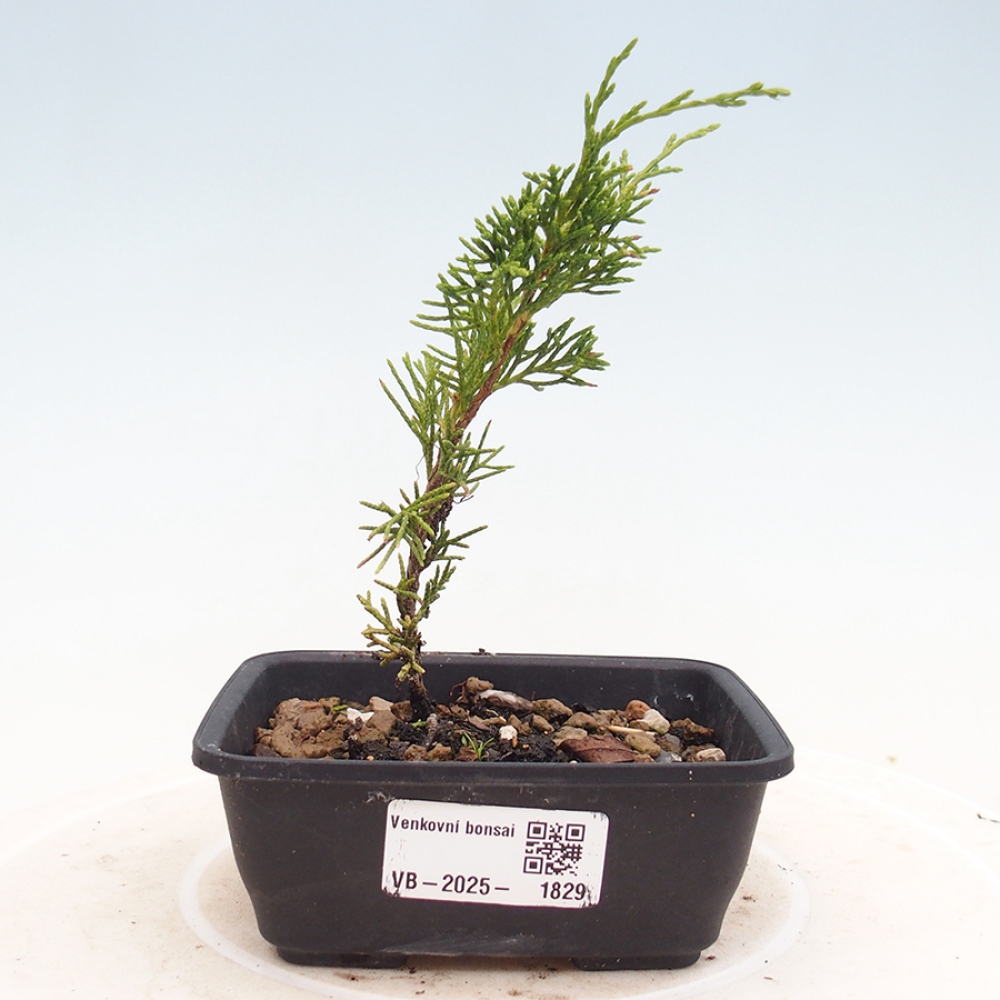 Vonkajší bonsai - Juniperus chinensis Itoigawa -Jalovec čínsky