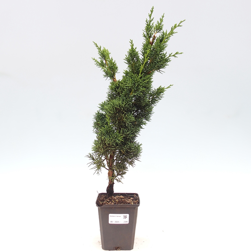Vonkajšie bonsai - Juniperus chinensis Kishu -Jalovec čínsky