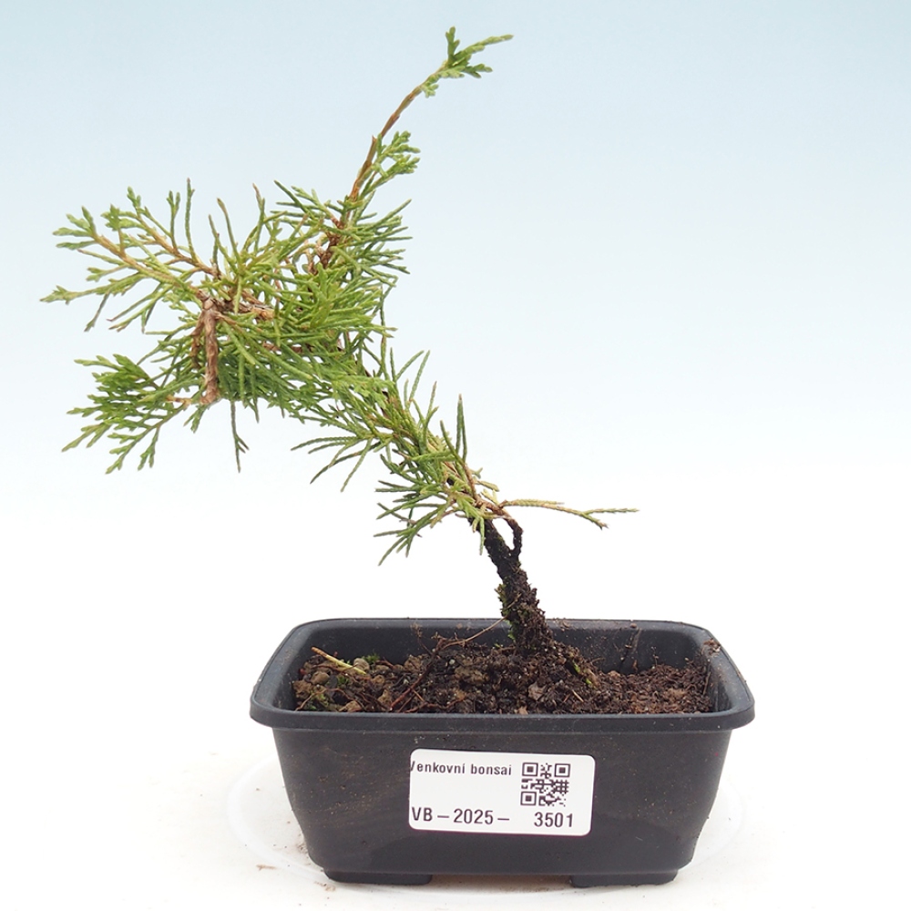 Vonkajší bonsaj - Juniperus chinensis Itoigawa