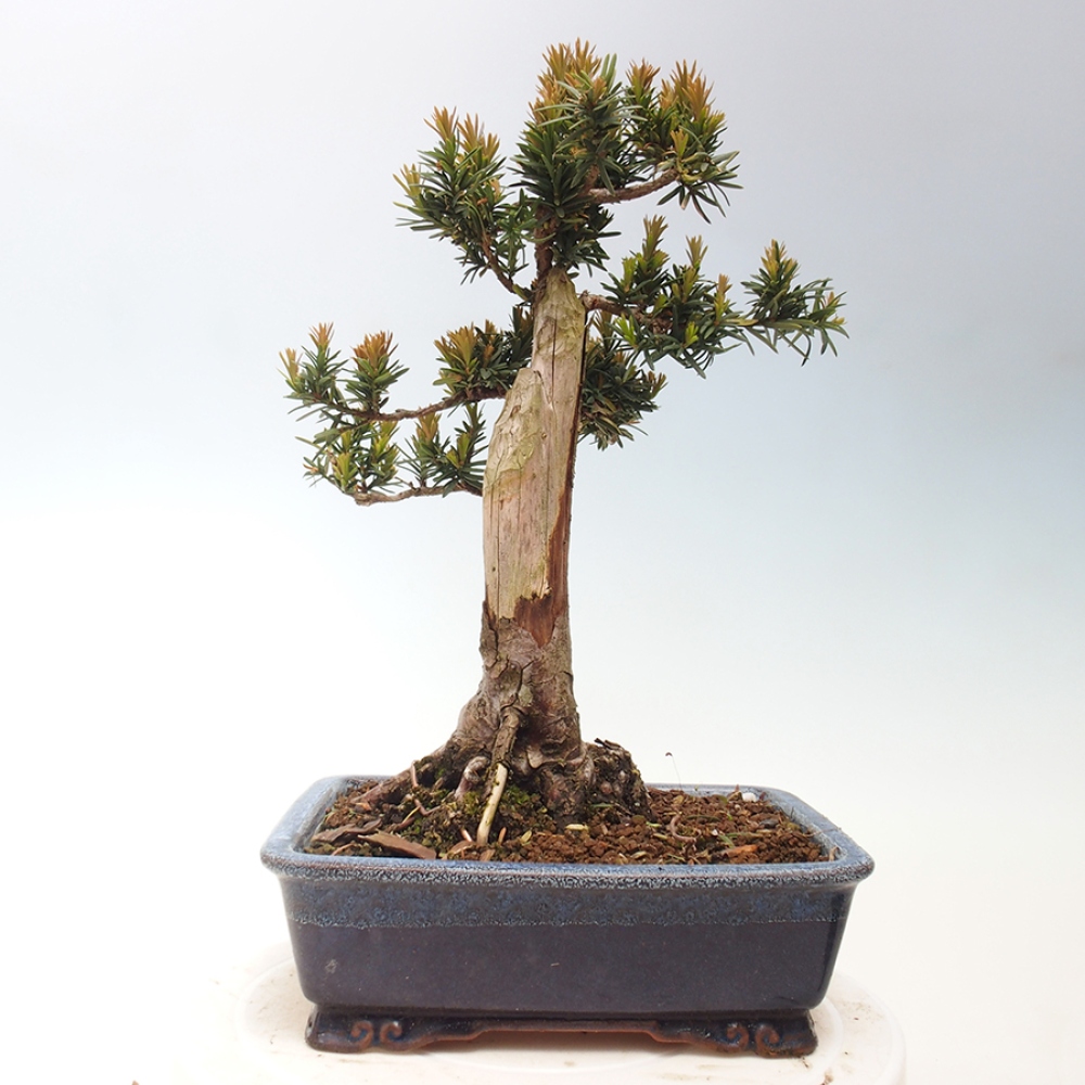 Vonkajší bonsai - Taxus cuspidata - Tis japonský