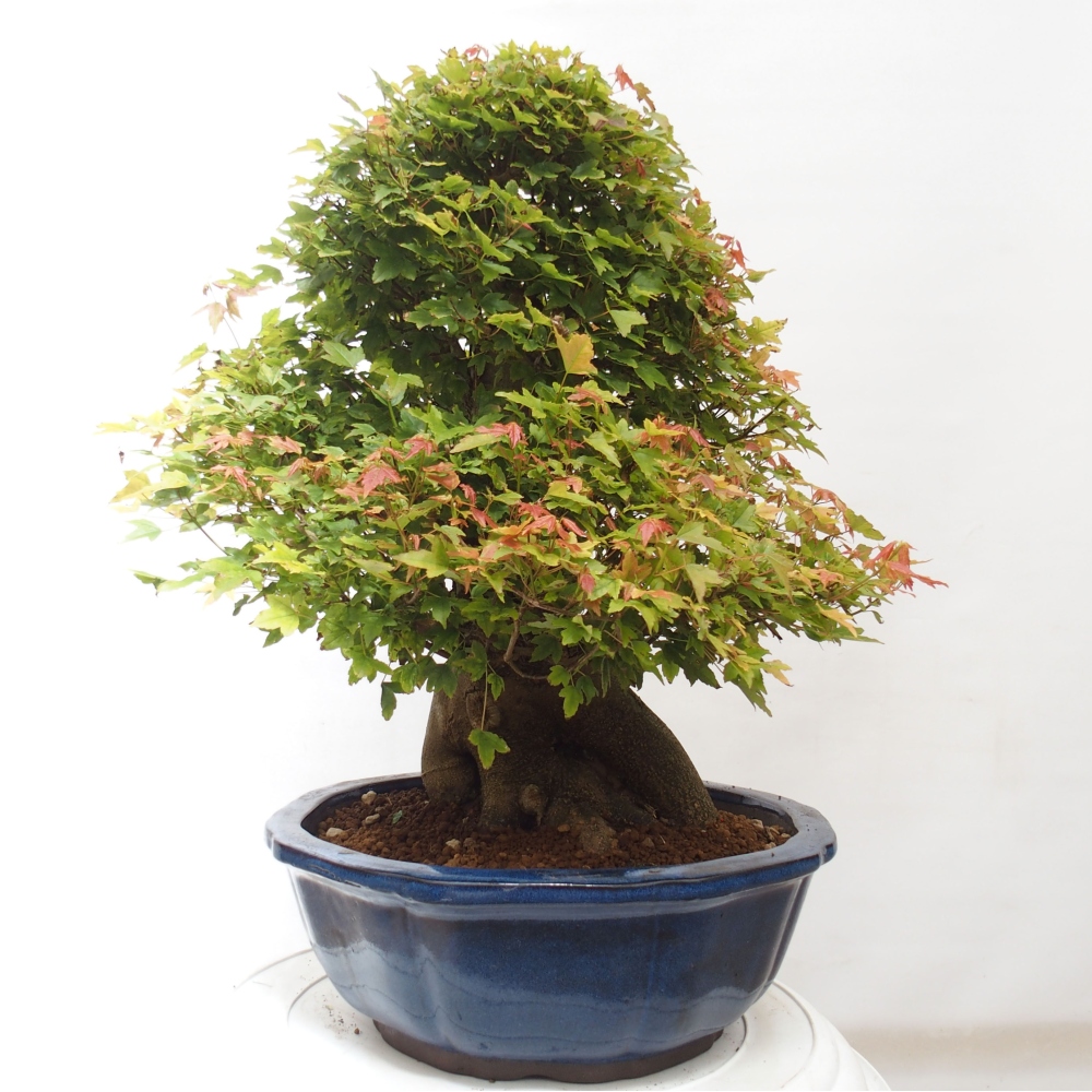 Vonkajšie bonsai - Javor Buergerianum - Javor Burgerův