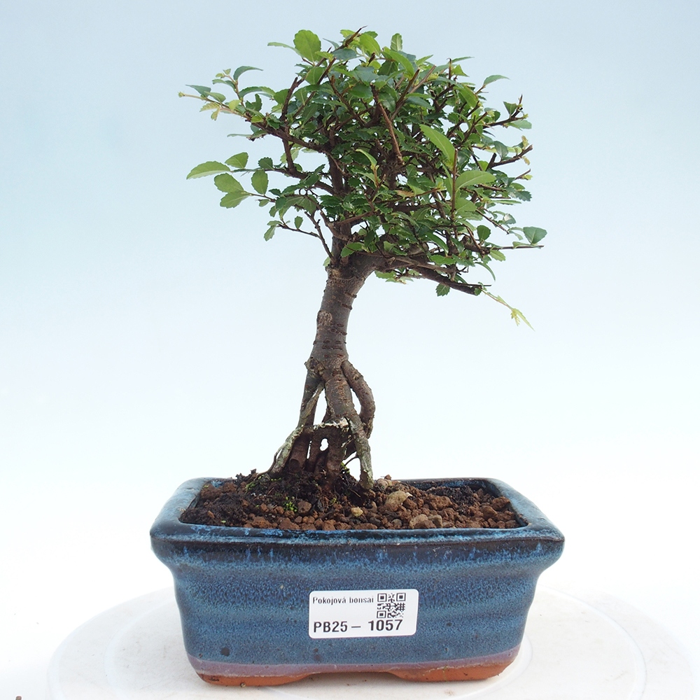 Izbová bonsai - Ulmus parvifolia - Malolistý brest