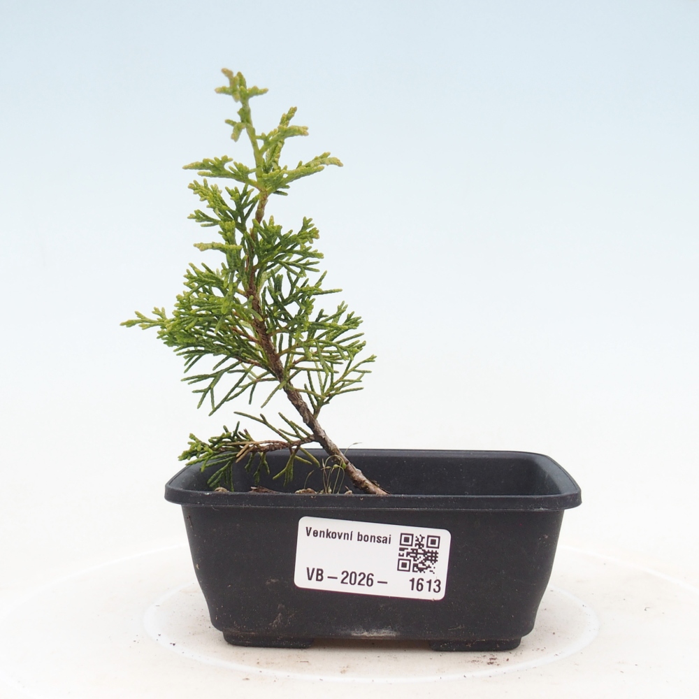 Vonkajší bonsaj - Juniperus chinensis Itoigawa