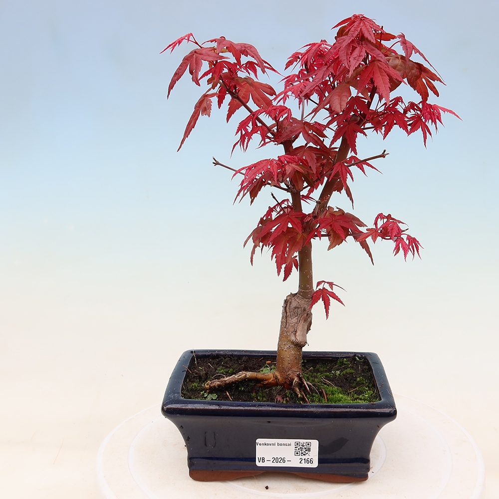 Vonkajší bonsaj - Acer palmatum DESHOJO