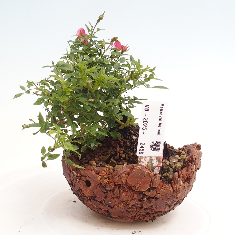 Vonkajší bonsai - Rosa Cutie Pie - Ruže 