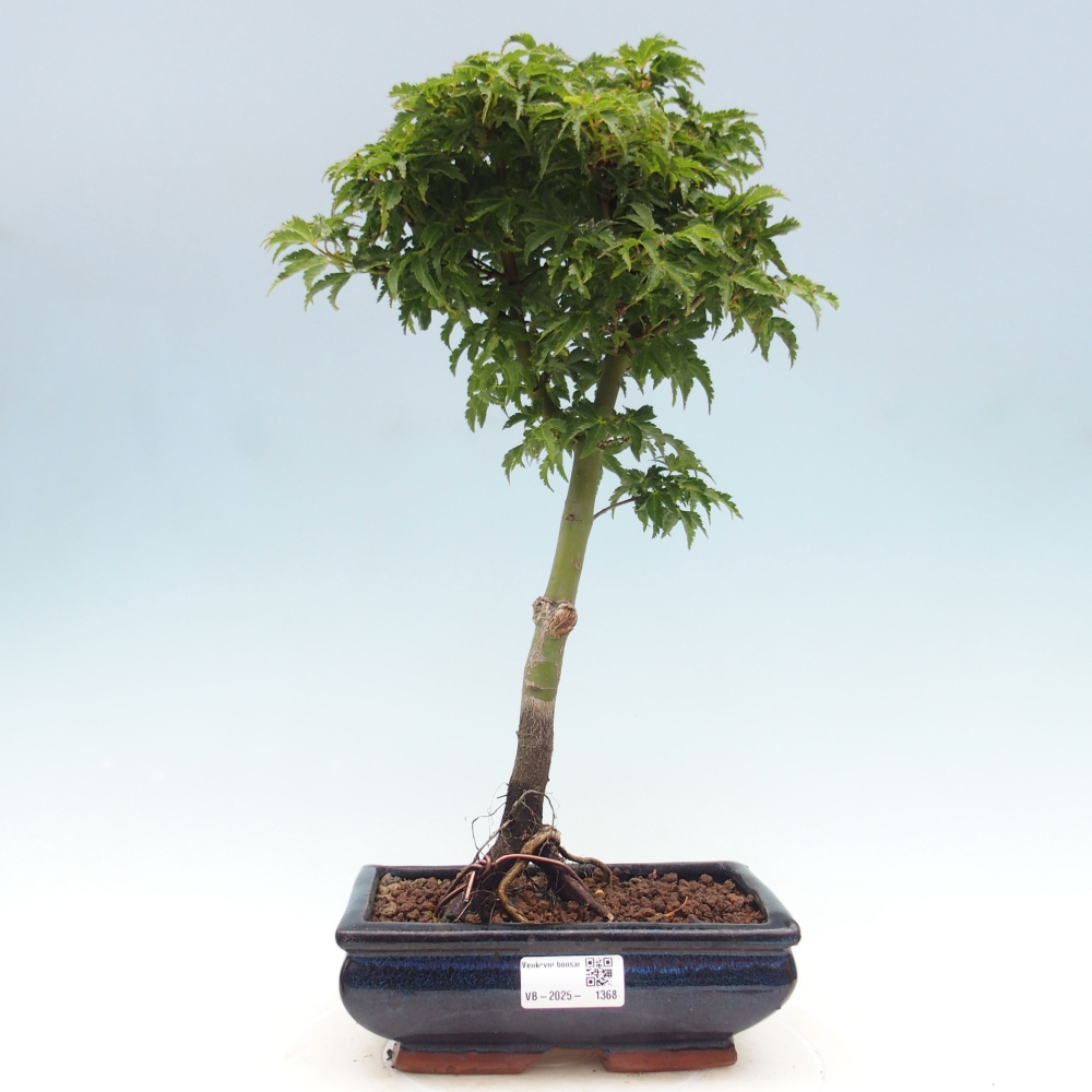 Vonkajší bonsai -Javor dlanitolistý Acer palmatum Shishigashira
