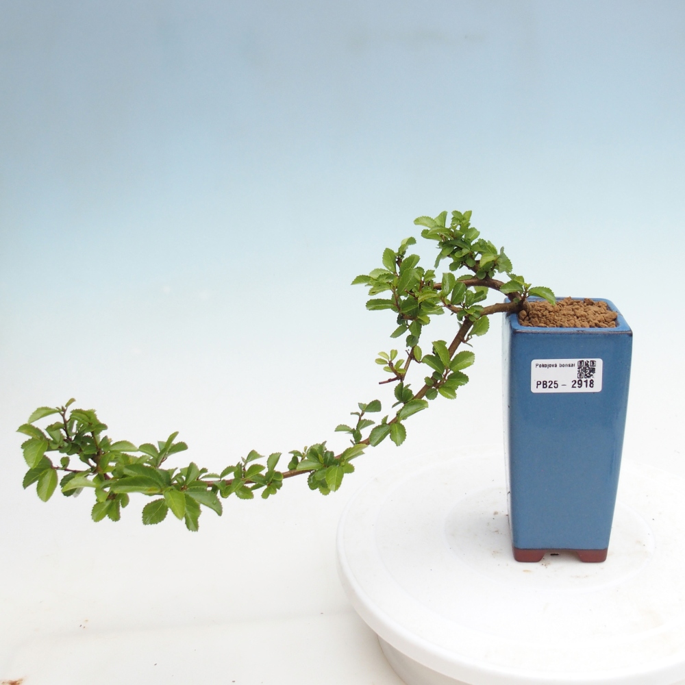 Izbová bonsai - Grewia occidentalis - Hviezdica levanduľová