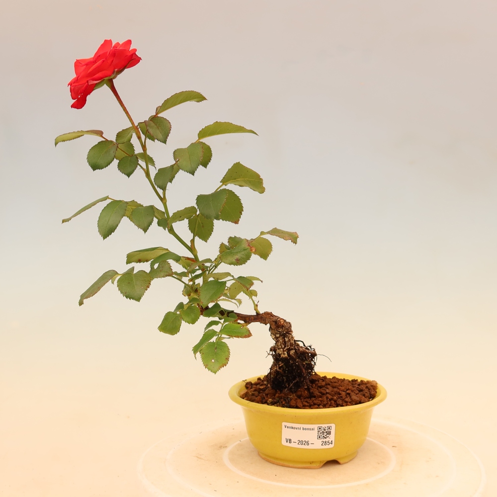 Vonkajšie bonsaje – Rosa Kordes – ruže