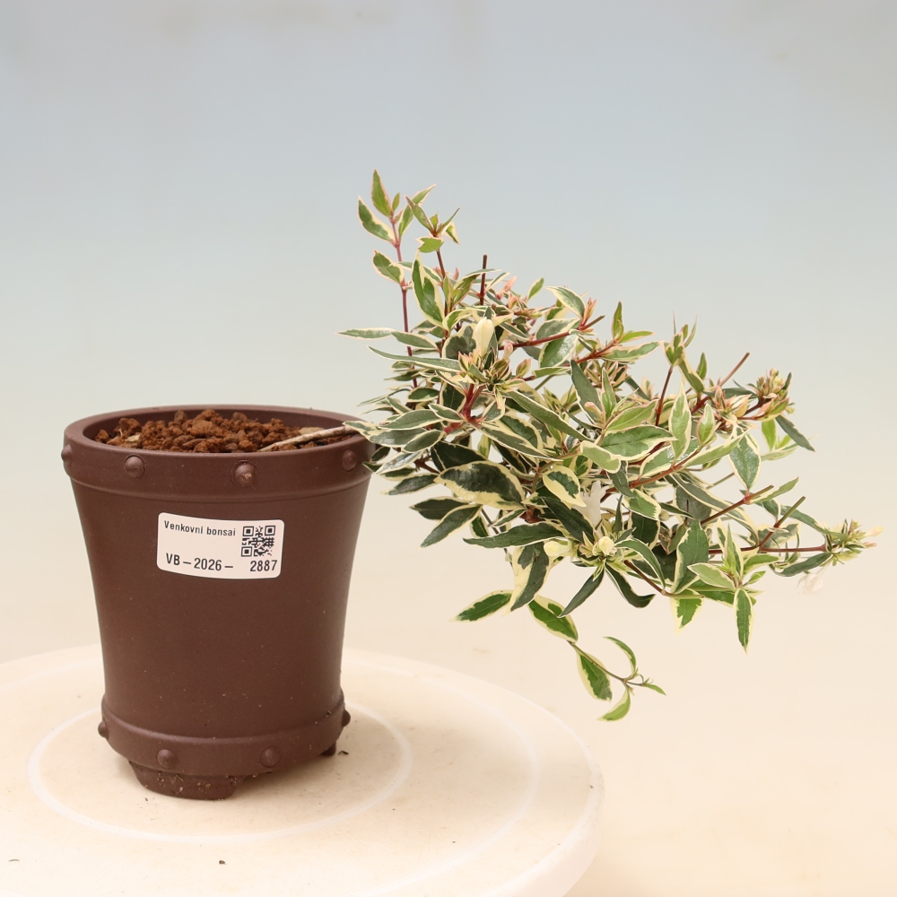 Vonkajší bonsai – Abelia gr. Confetti – Abélie veľkokvetá