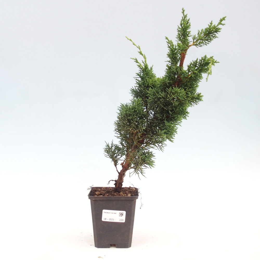 Vonkajšie bonsai - Juniperus chinensis Kishu -Jalovec čínsky