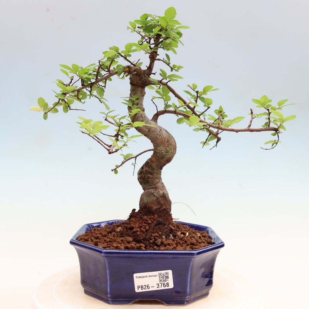 Izbový bonsaj - Ulmus parvifolia - brest malolistý