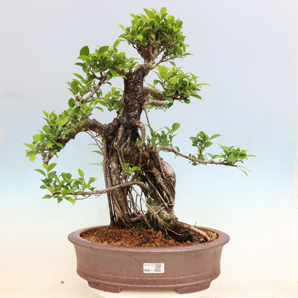 Izbové bonsaje - Ficus kimmen - drobnolistý fikus
