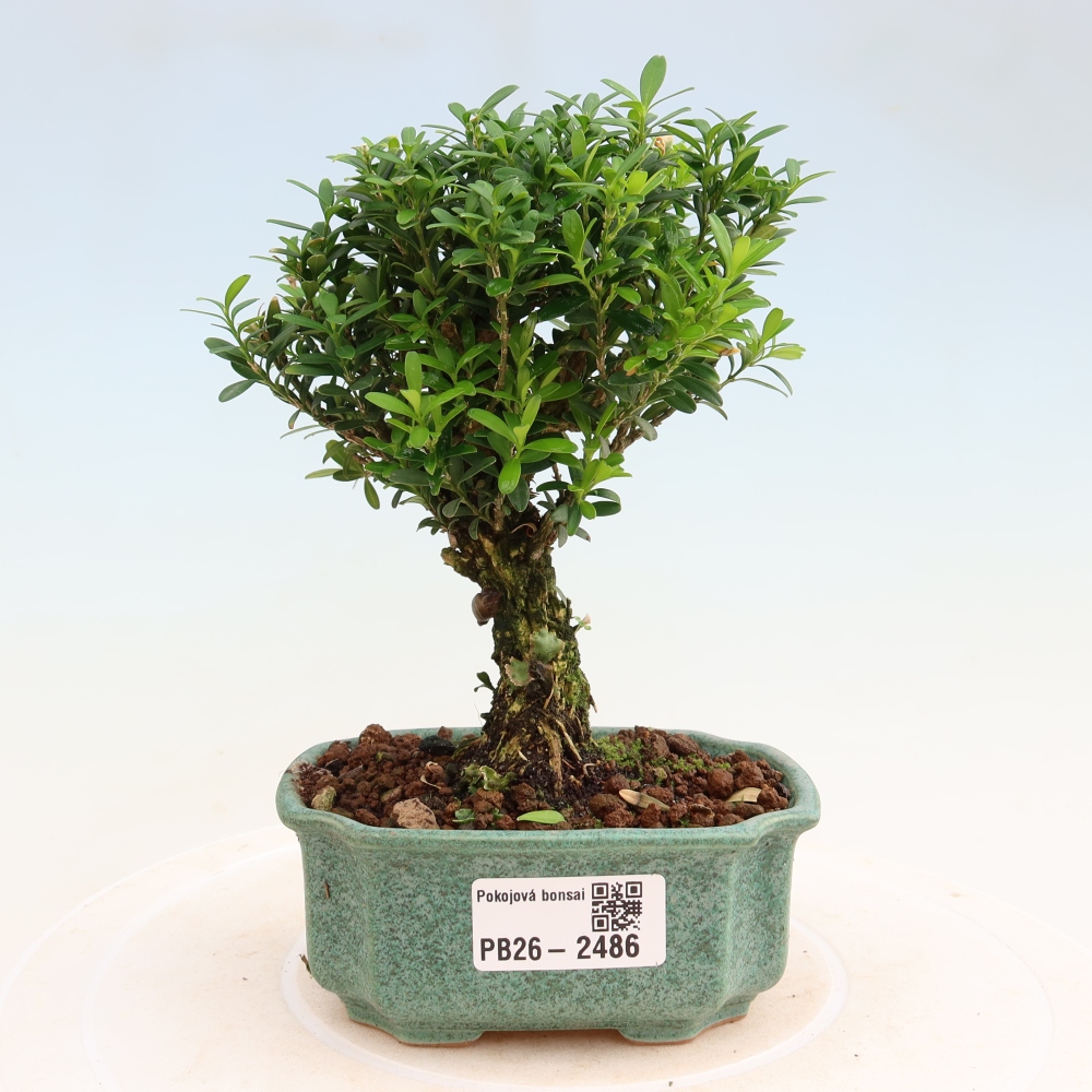 Izbové bonsaje - Buxus harlandii - korkový buxus