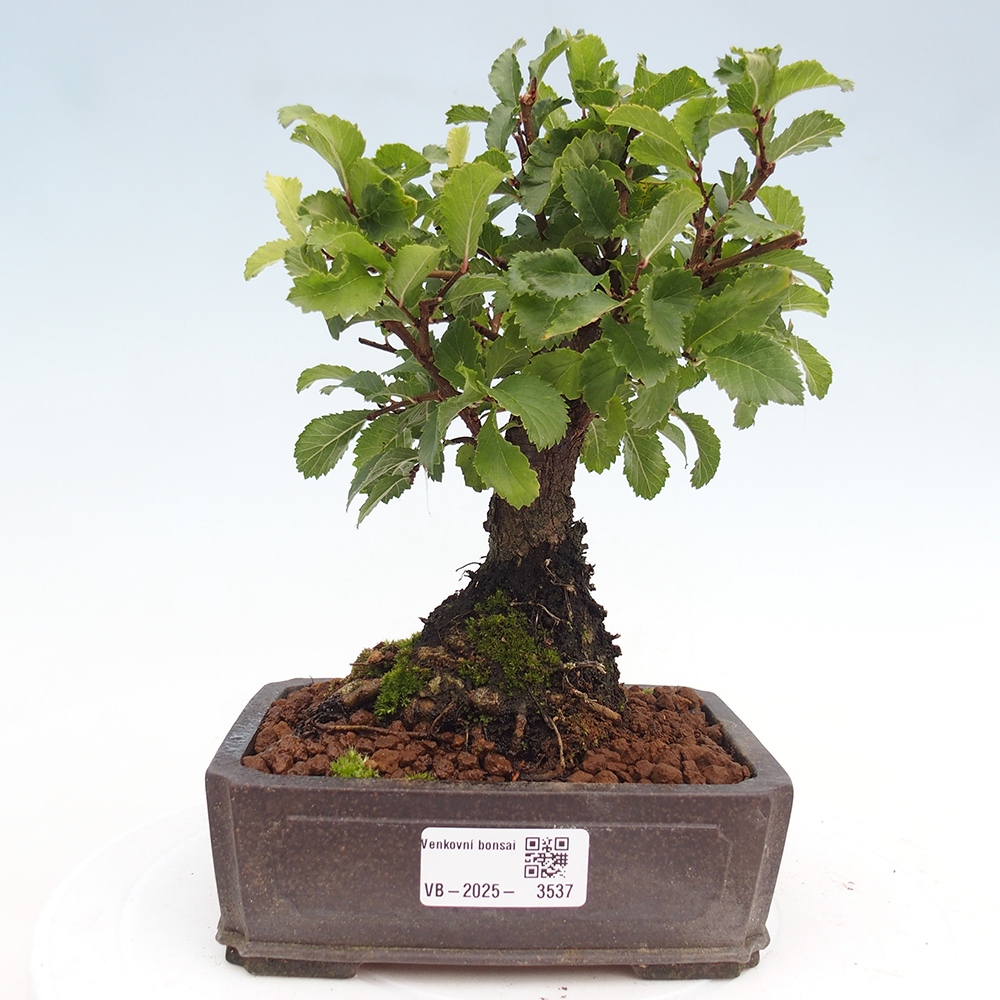 Vonkajšie bonsai - Zelkova - Zelkova Nirom