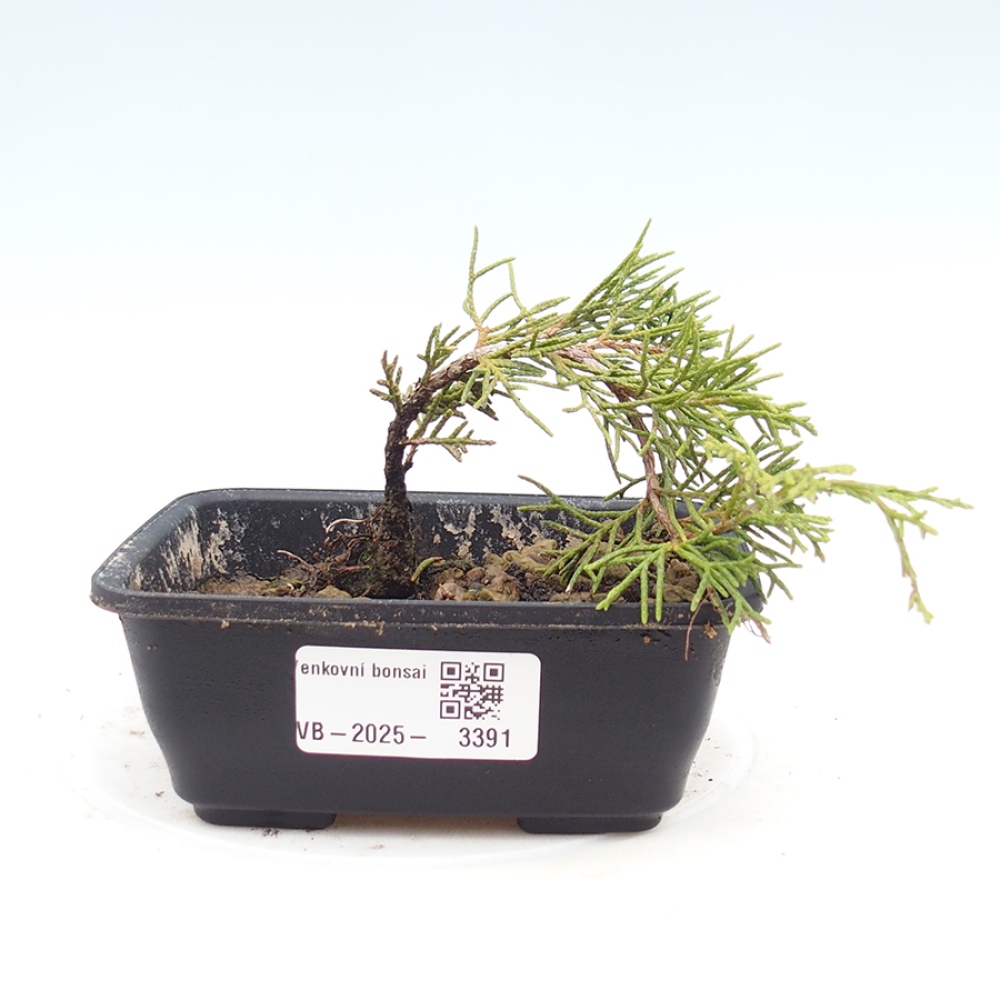 Vonkajší bonsaj - Juniperus chinensis Itoigawa