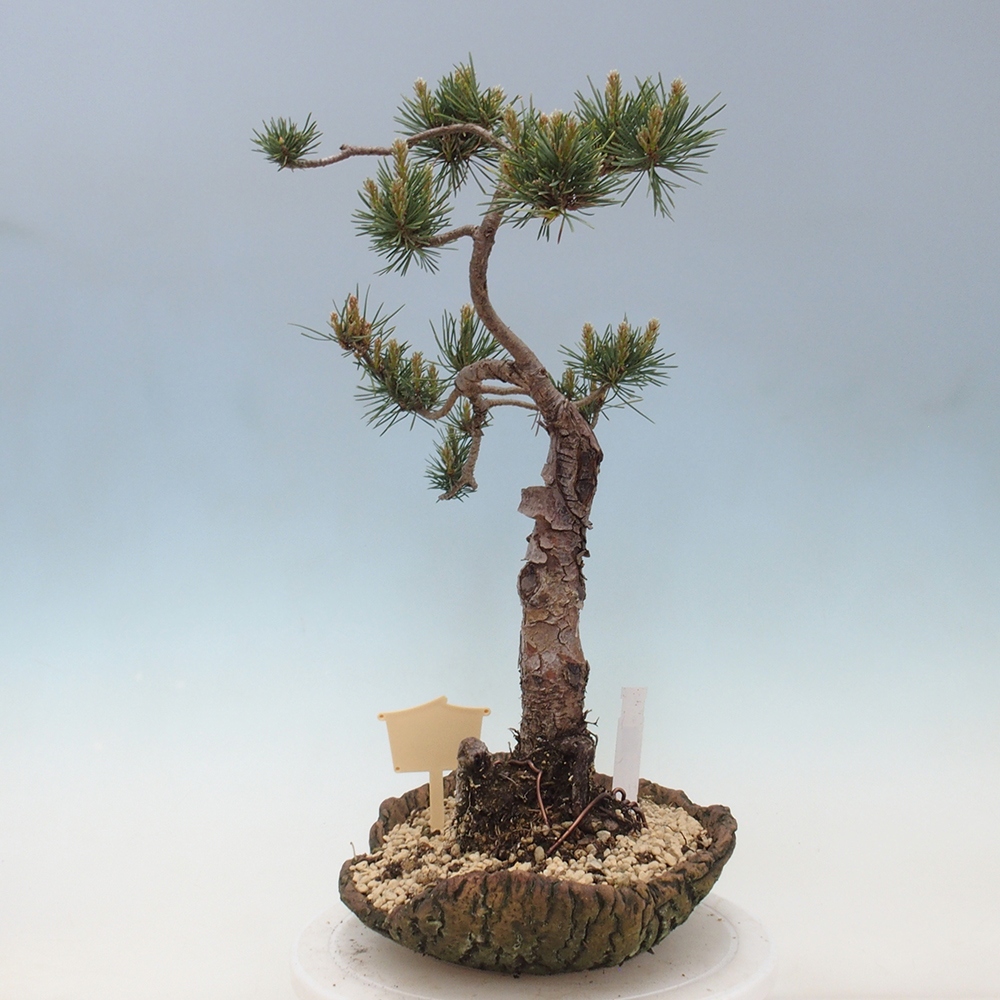 Vonkajšie bonsai - Pinus Sylvestris - Borovica lesná