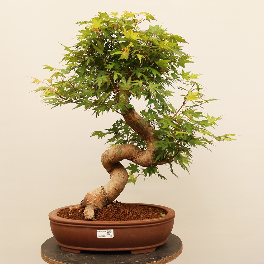 Vonkajšie bonsaje - Maple palmatum - Palmy