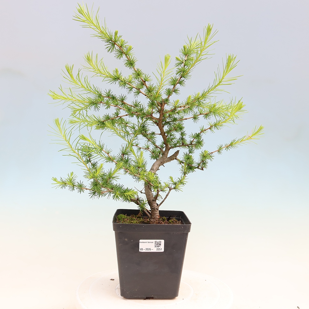 Vonkajšie bonsaje -Larix decidua - Smrekovec