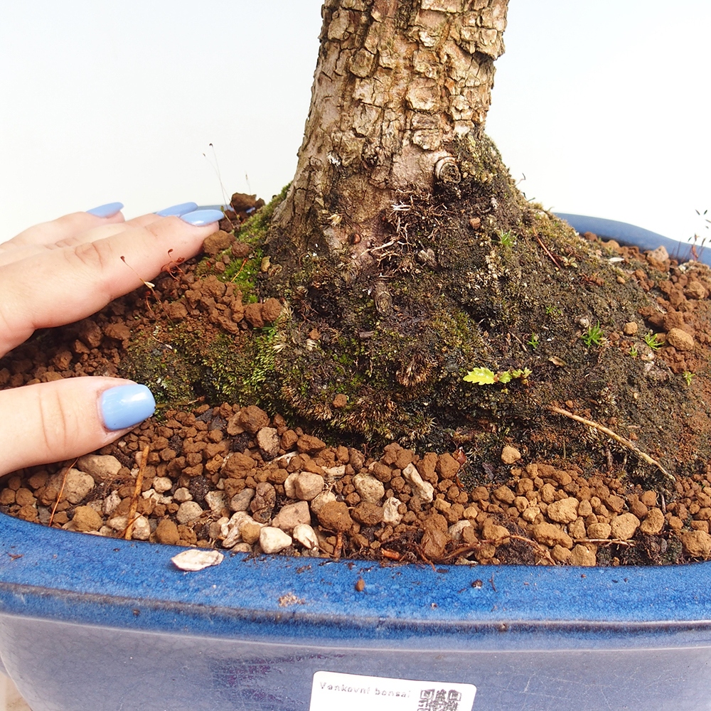 Vonkajšie bonsai - Zelkova - Zelkova Nirom
