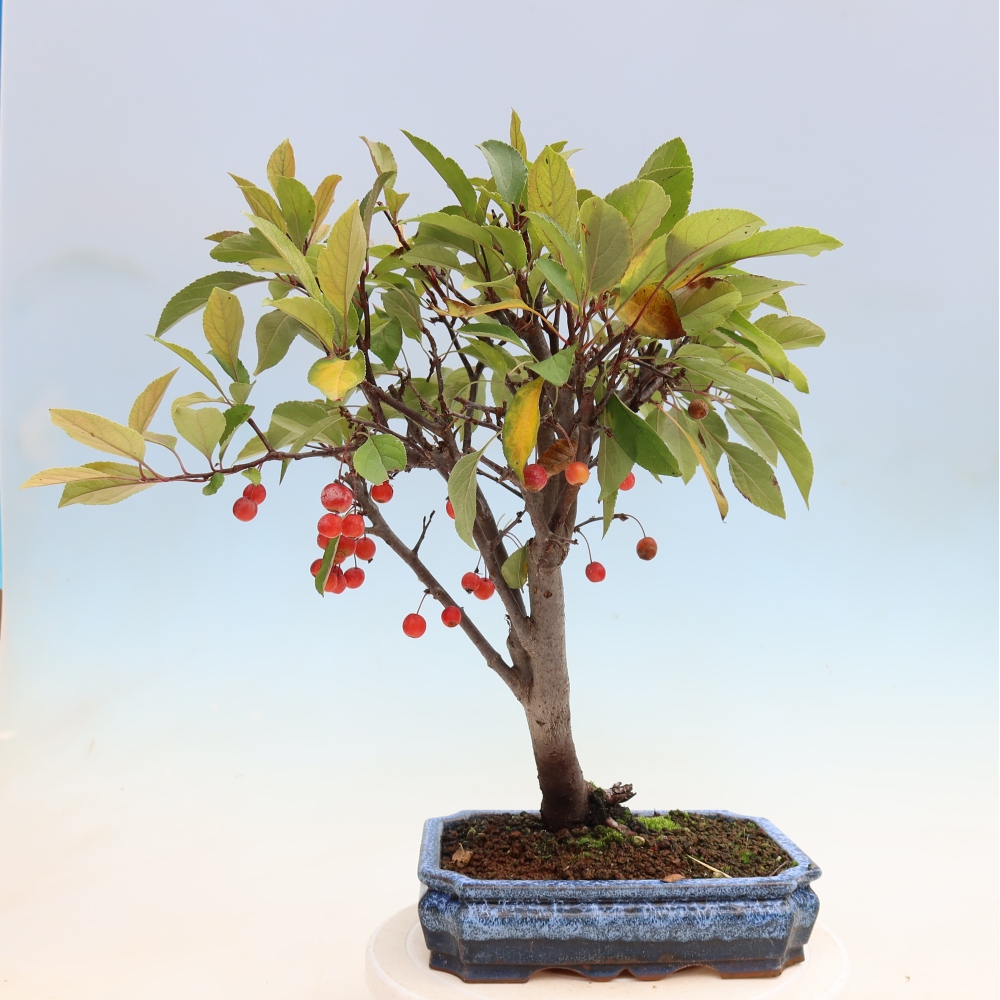 Vonkajšia bonsaj -Malus domestica - Maloplodá jabloň s červenými listami