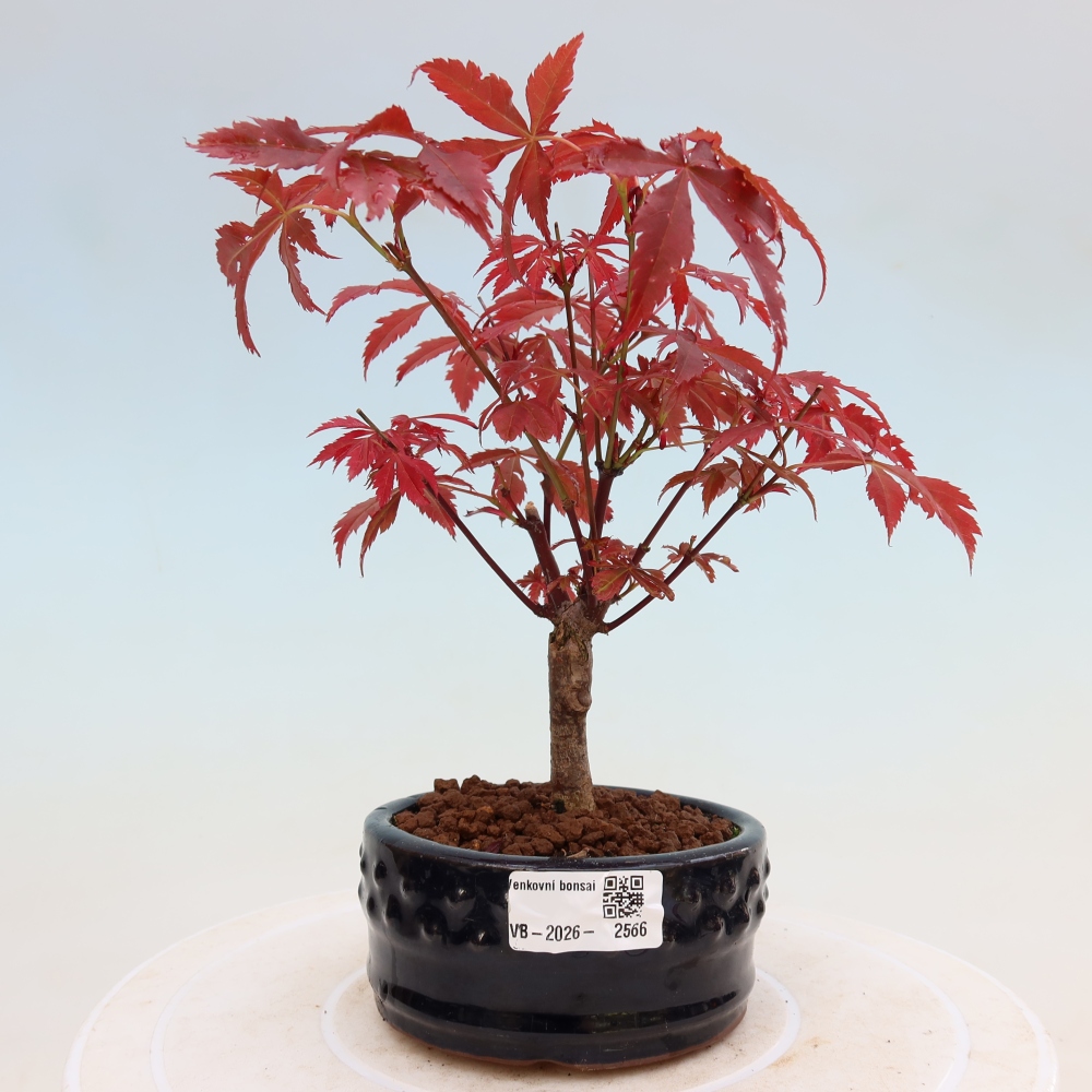 Vonkajšia bonsaj - palma Acer. Atropurpureum-Javor palmový