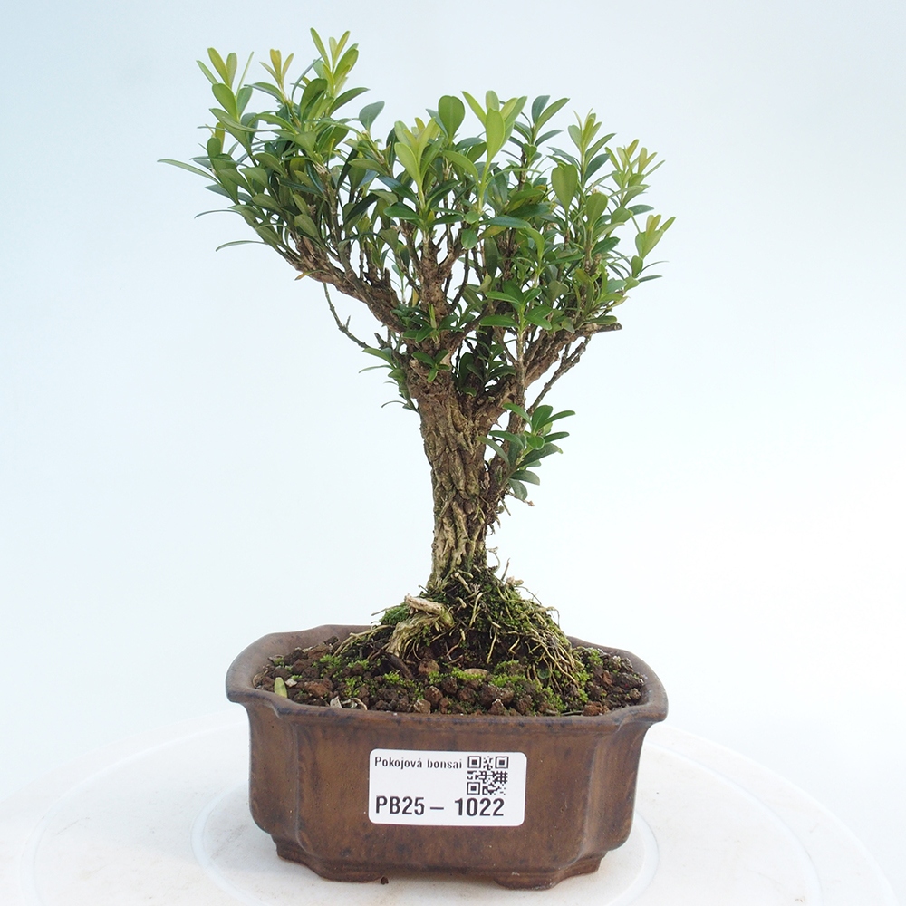 Izbová bonsai - Buxus harlandii - korkový buxus