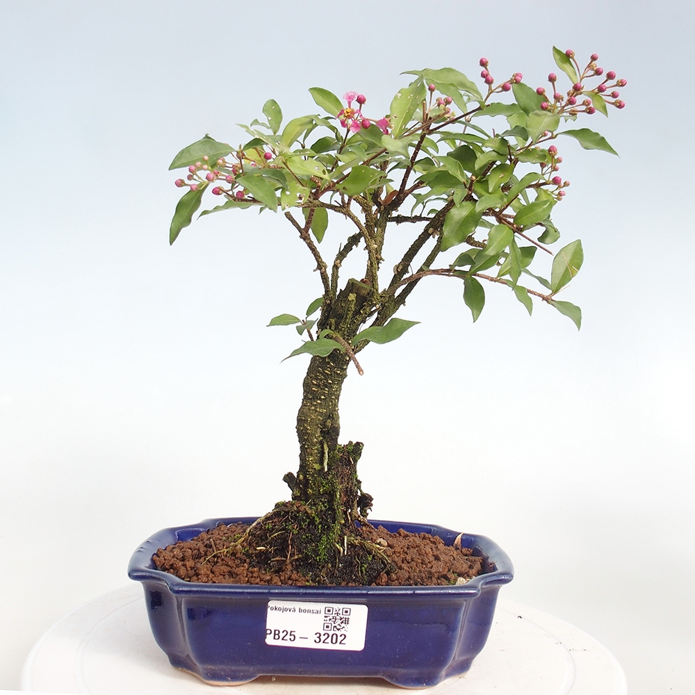 Izbová bonsai - Malpighia coccigera- Barbdorská čerešňa