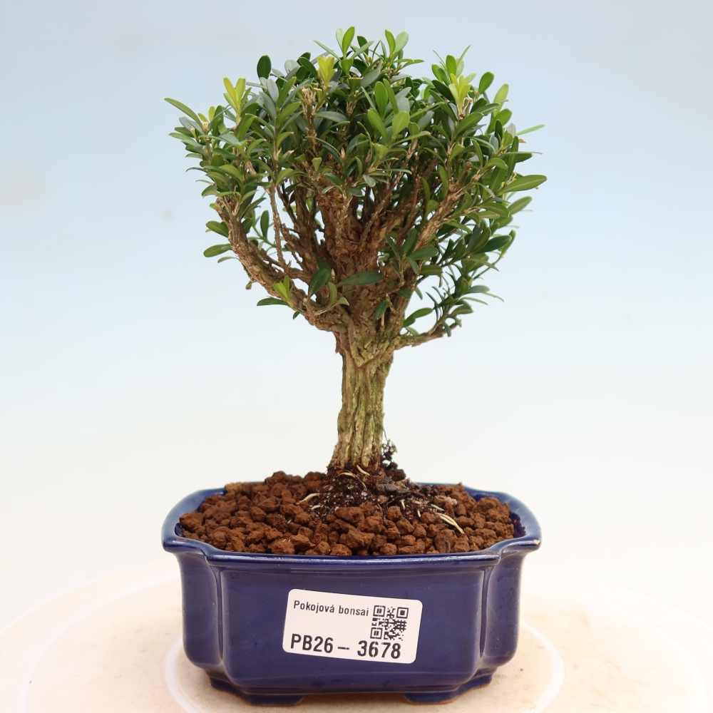 Izbové bonsaje - Buxus harlandii - korkový buxus