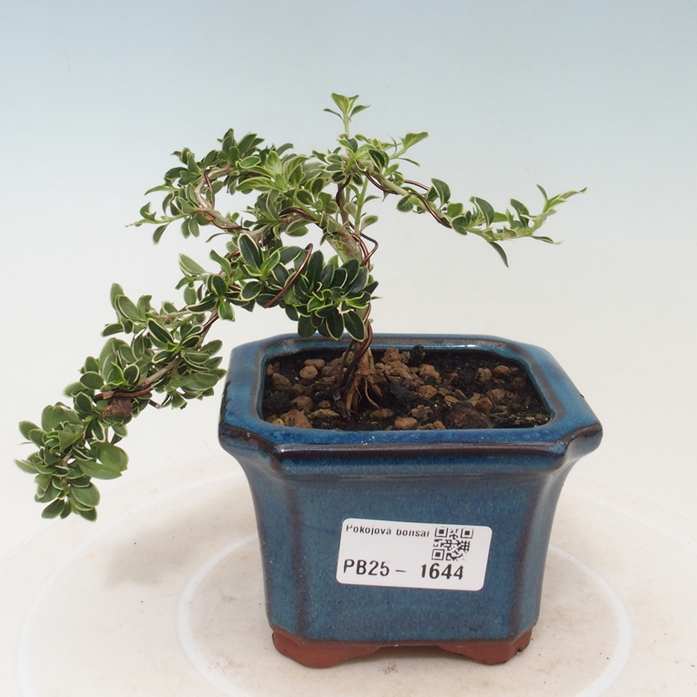Izbová bonsai - Serissa foetida Variegata - Strom tisíce hviezd
