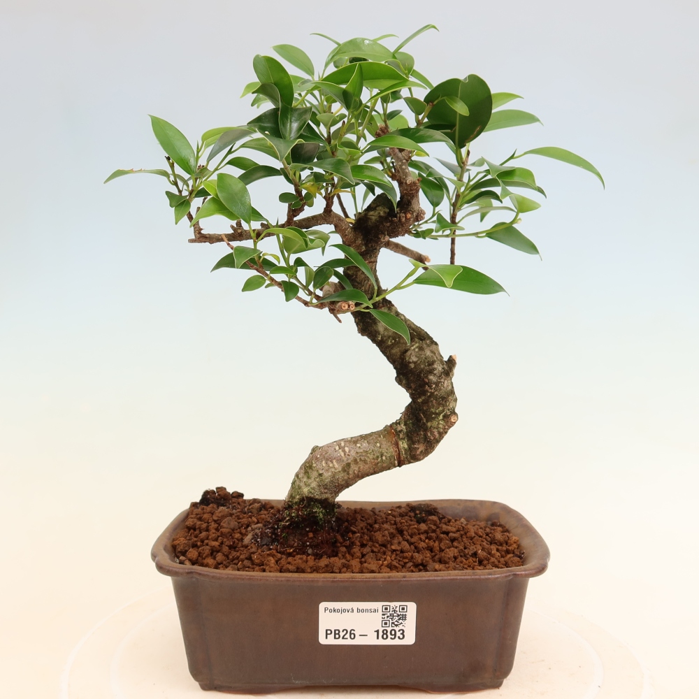Izbový bonsaj - Ficus retusa - drobnolistý fikus
