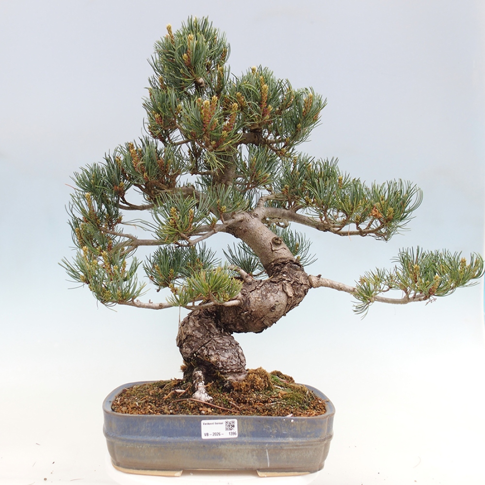 Vonkajšie bonsaje - Pinus parviflora - Pinus parviflora