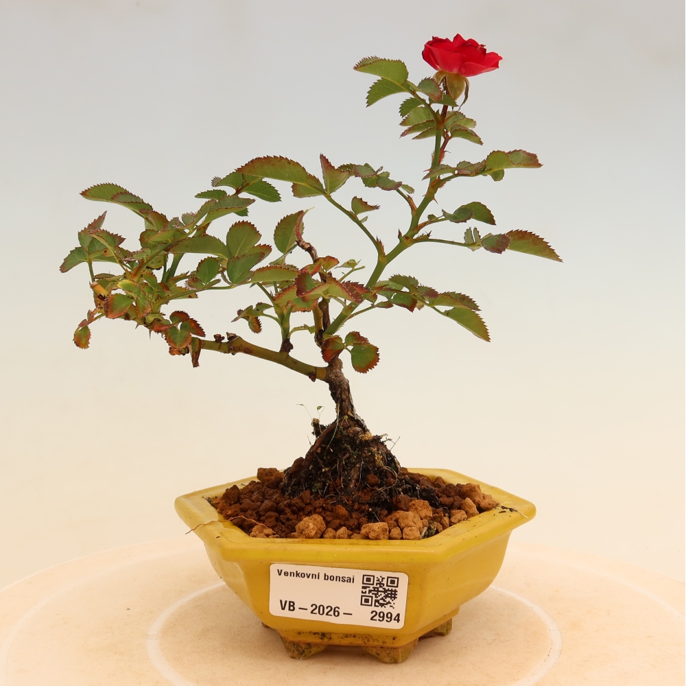 Vonkajšie bonsaje – Rosa Kordes – ruže