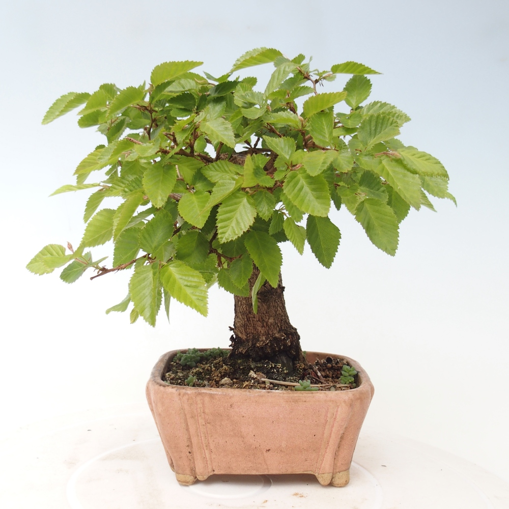 Vonkajšie bonsaje -Carpinus CARPINOIDES - Hrab kórejský