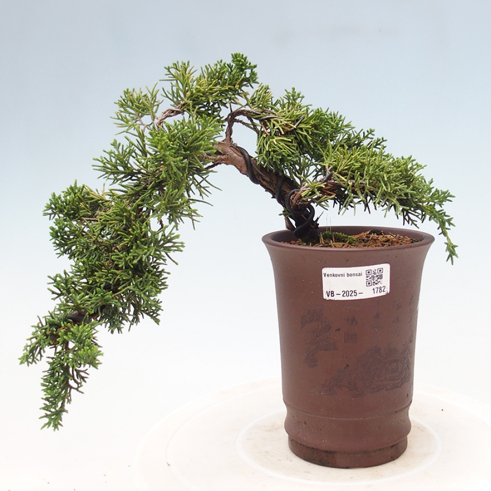 Vonkajší bonsai - Juniperus chinensis Kishu -Jalovec čínsky