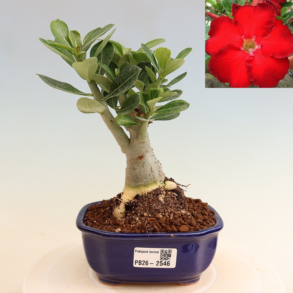 Izba bonsai – Adenium obesum Red Star – Púštna ruža