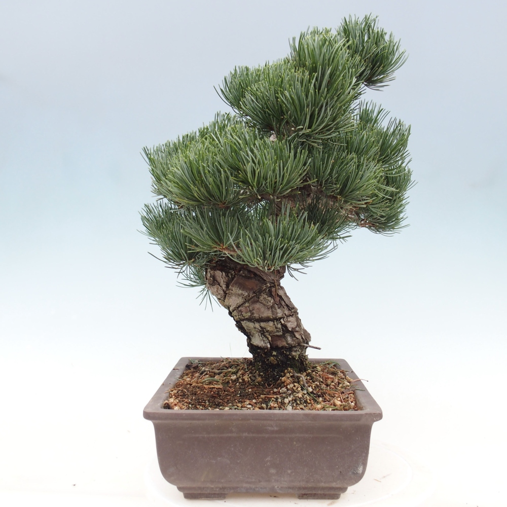 Vonkajšie bonsai - Pinus parviflora - Borovica drobnokvetá