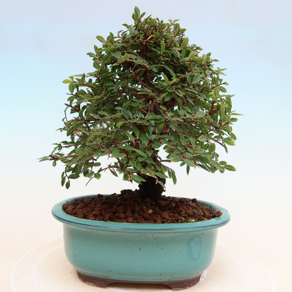Vonkajšie bonsaje - Zelkova - Zelkova NIRE