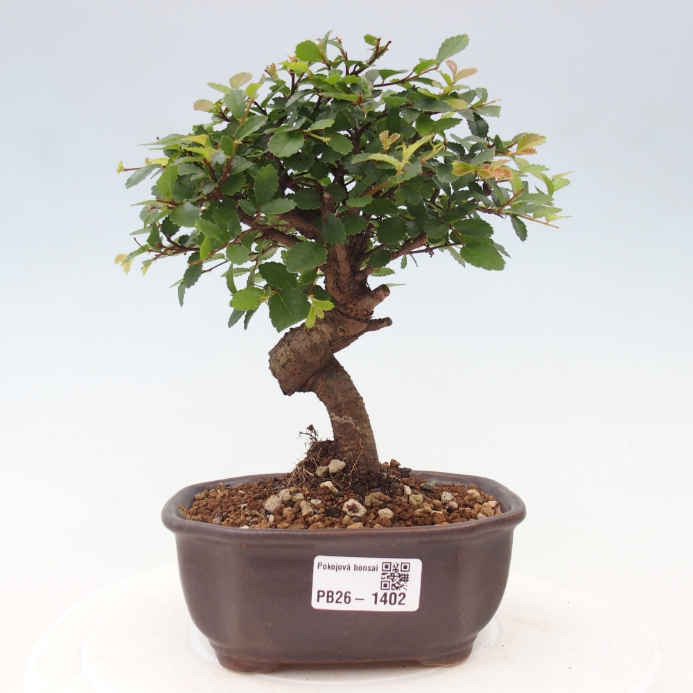 Izbový bonsaj - Ulmus parvifolia - brest malolistý