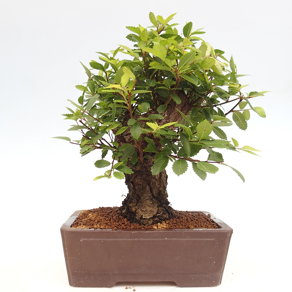 Vonkajšie bonsai - Zelkova - Zelkova serrata