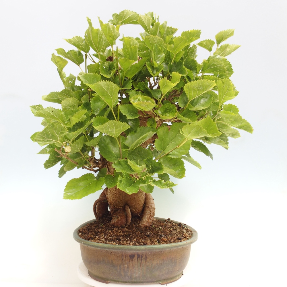Vonkajšie bonsai -Morus albumy - moruše