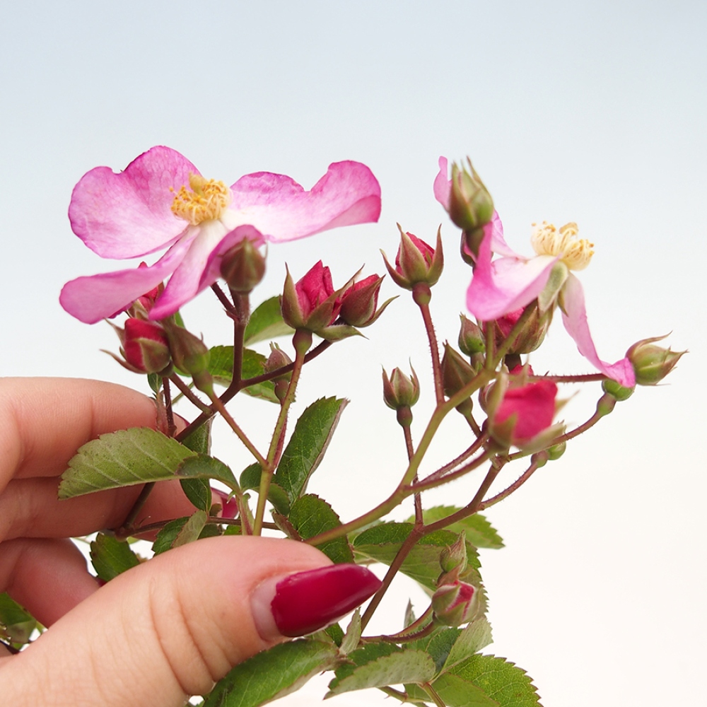 Vonkajší bonsai - Rosa Kordes - ruža