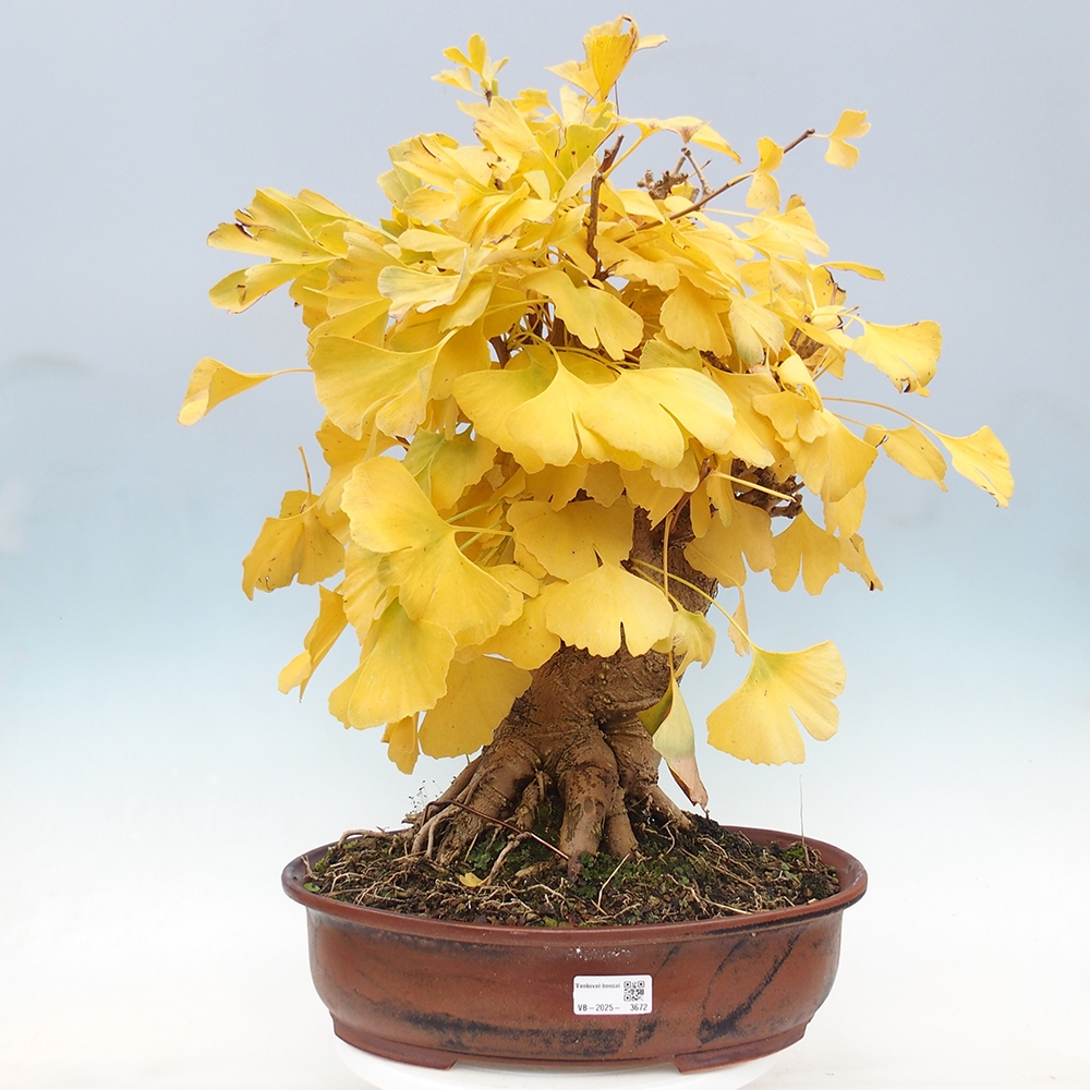 Vonkajší bonsai - Jinan dvojlaločný - Ginkgo biloba