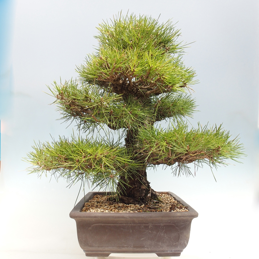 Vonkajšie bonsaje - Pinus thunbergii - borovica Thunbergova
