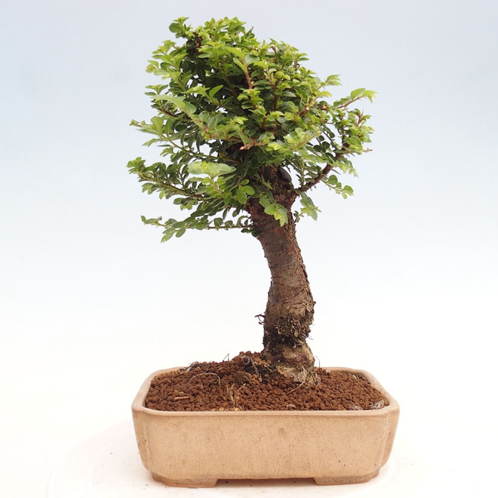 Vonkajší bonsai - Ulmus parvifolia Hokkaido - brest Činski