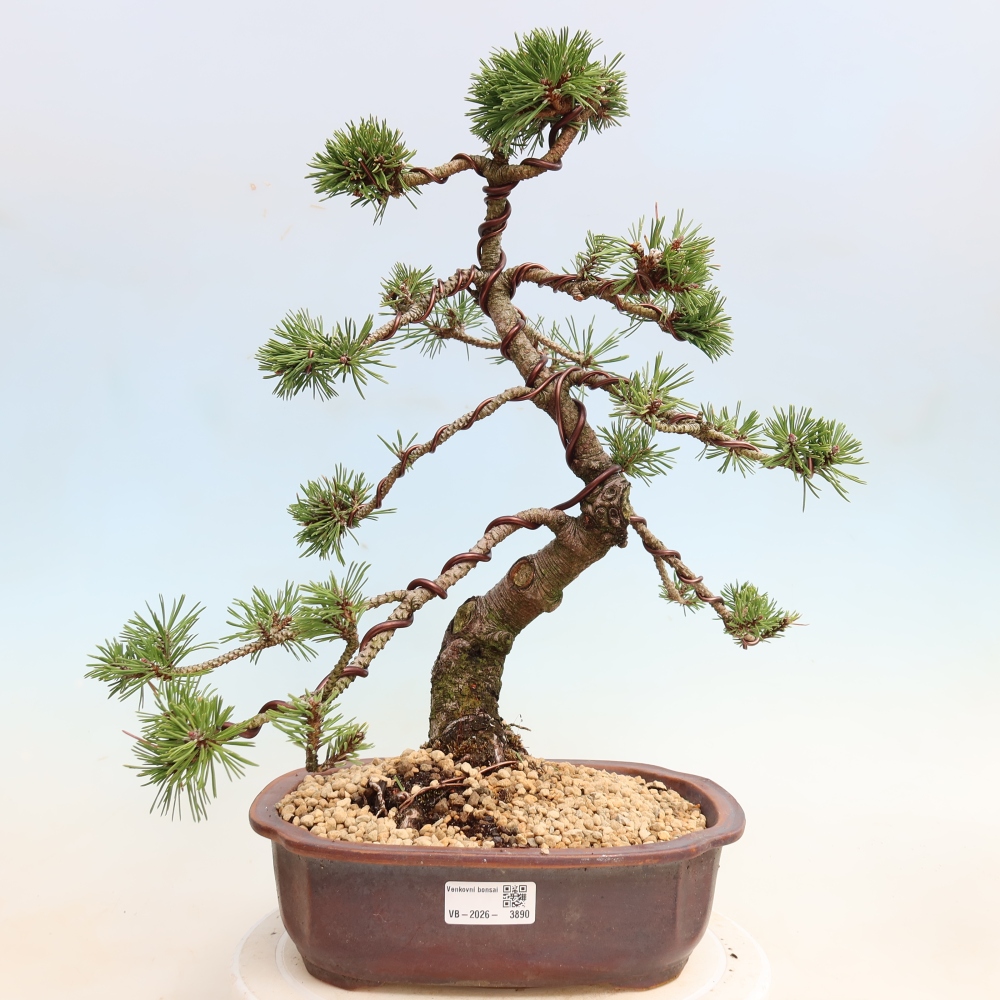 Vonkajšie bonsaje – Pinus mugo Humpy – borovica krivá