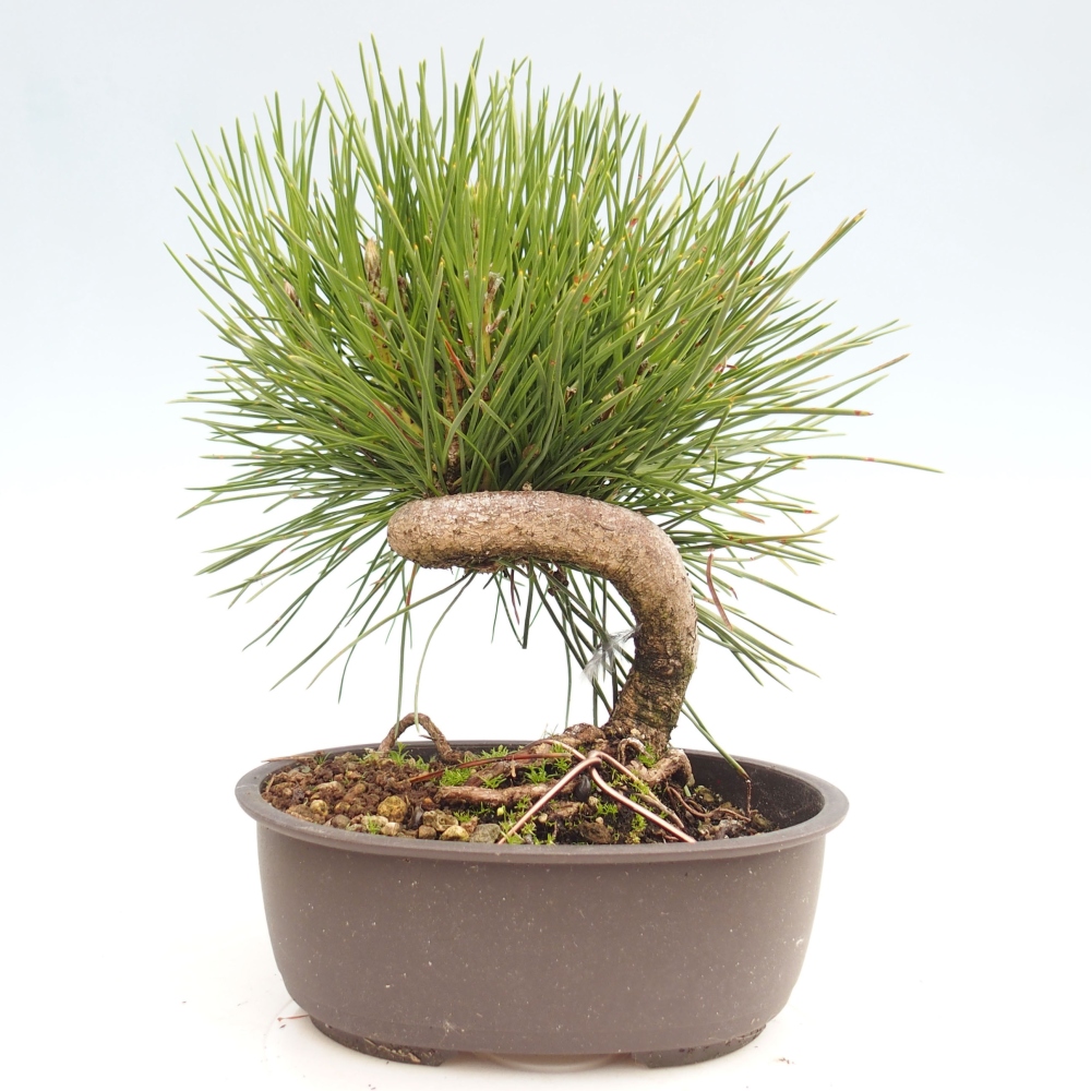 Vonkajší bonsai - Pinus thunbergii - Borovica thunbergova