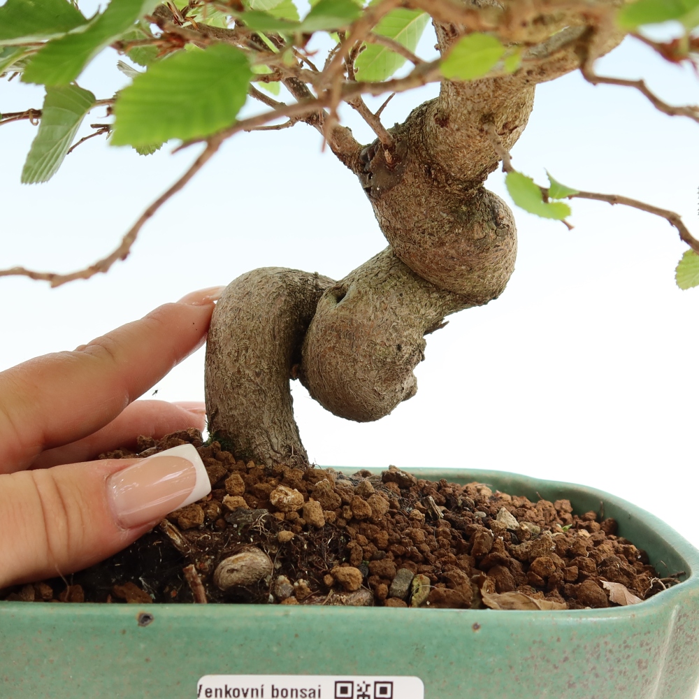 Vonkajší bonsaj -Carpinus coreana - Hrab kórejský