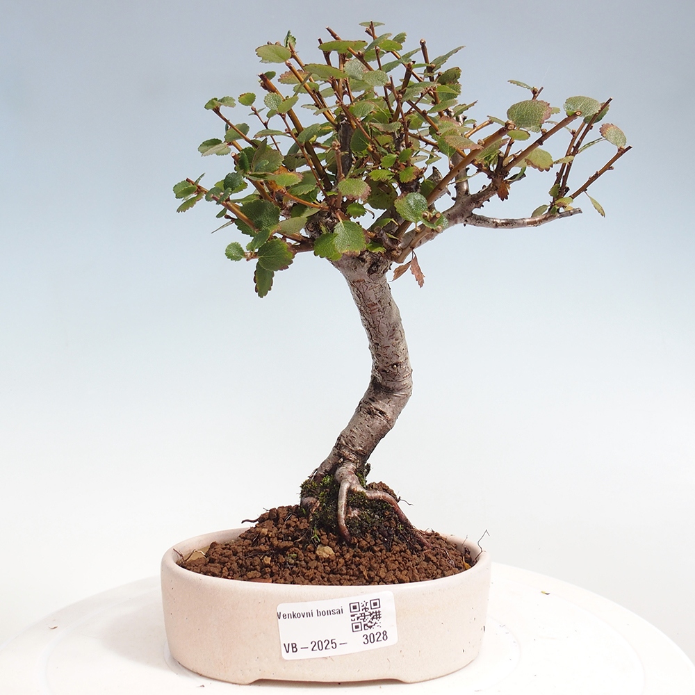 Vonkajší bonsai - breza - Betula NANA 